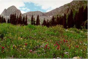 Flower field