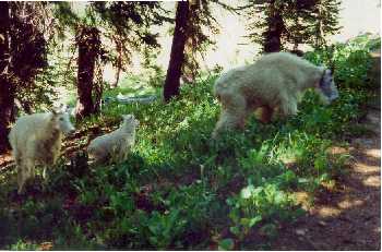Goat Family